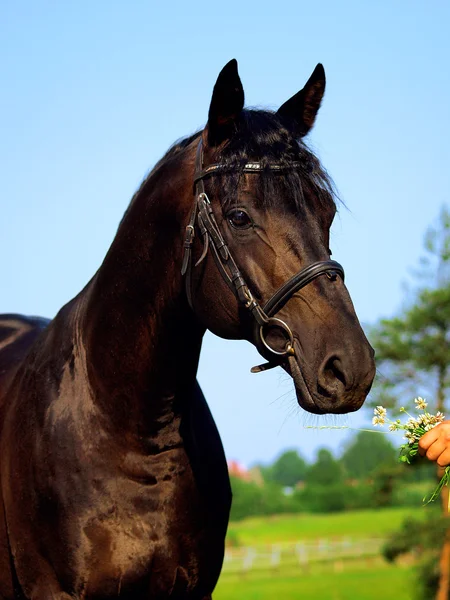Portrait Black Horse Outdoor Sunny Morning — Stock Photo, Image