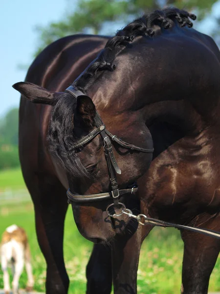Zwarte paard en hond — Stockfoto