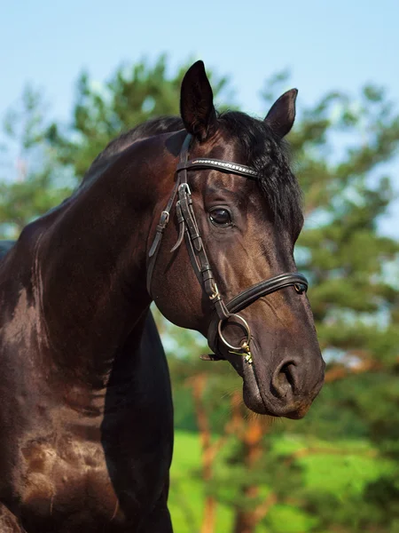 Black Horse Sportive Outdoor Sunny Morning — Stock Photo, Image