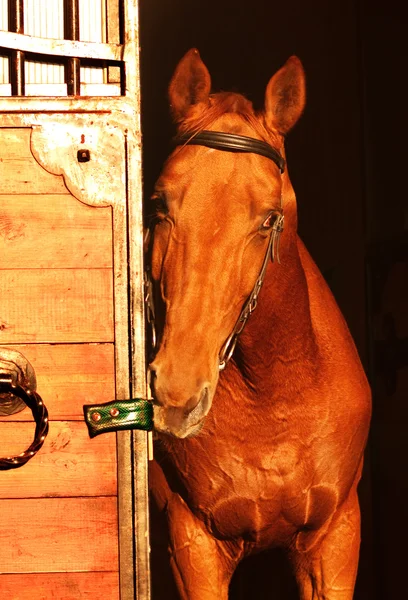 Rode paard in de buurt van de deur op zonsondergang — Stockfoto