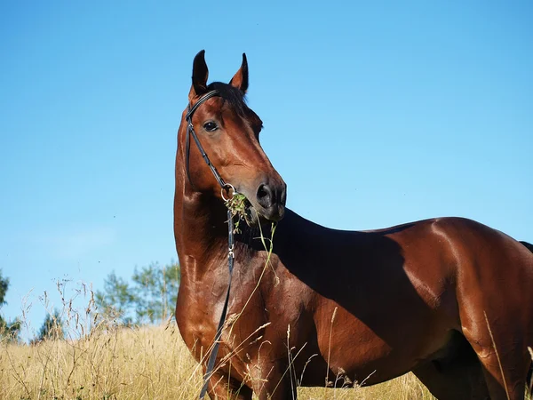 Cavallo Baia Nel Prato — Foto Stock