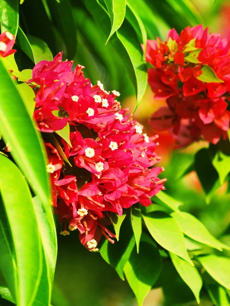 Rode mediterrane bloemen — Stockfoto