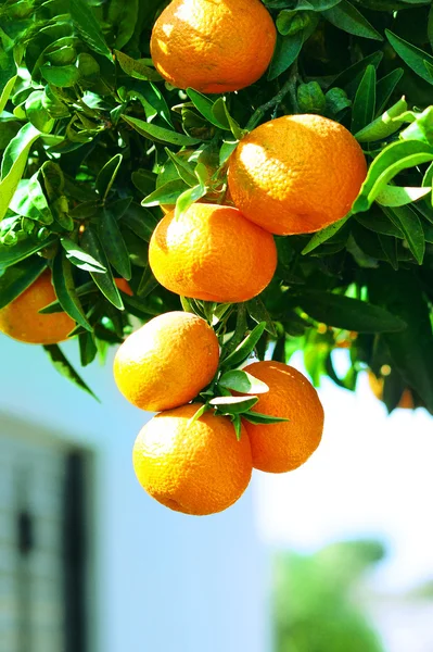 Mandarinas na árvore — Fotografia de Stock