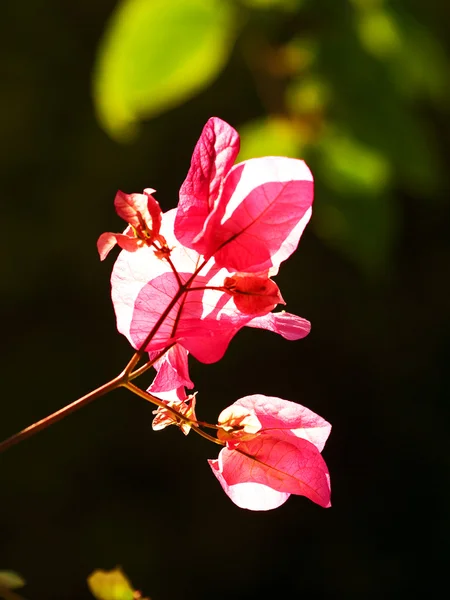 深色背景的粉红花朵 — 图库照片