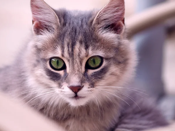 Cins Kürklü Kedi Portresi — Stok fotoğraf