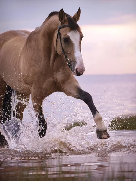 Salpicos Cavalo Palomino Livre — Fotografia de Stock