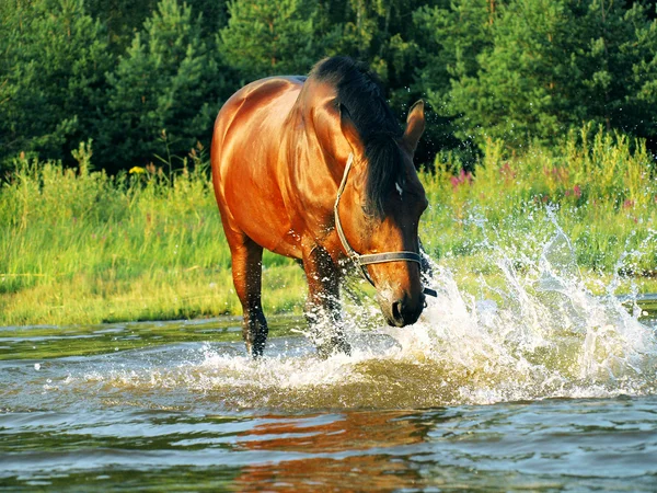 Salpicaduras caballo de bahía — Foto de Stock