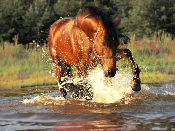 Plaeing bay horse in water