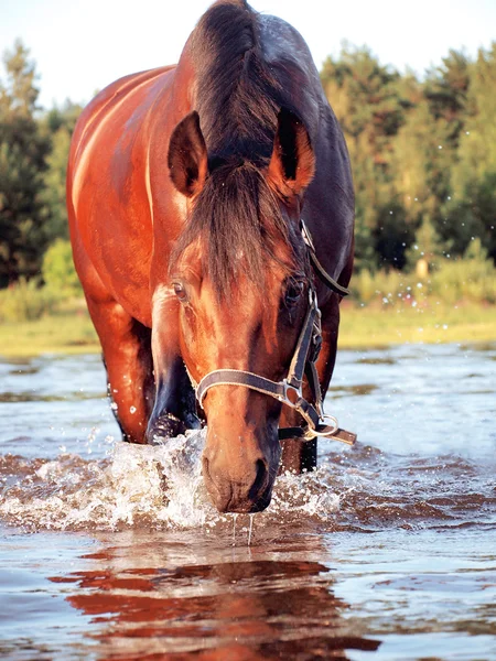 Swimming bay horse — Stock Photo, Image