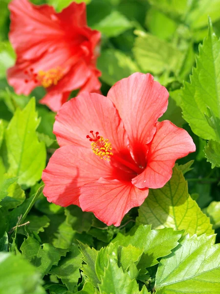 Red hibiscus with leaves — Stock Photo, Image