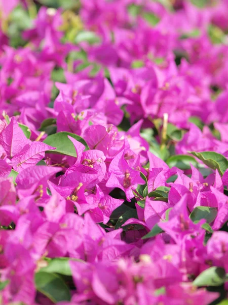 Extures Pink Flower Outdoor Cyprus — Stock Photo, Image