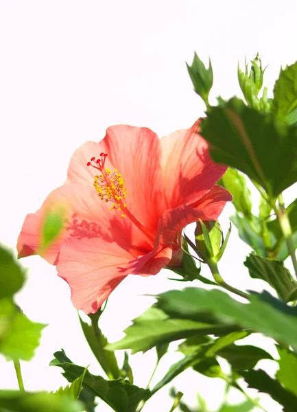 Red Hibiscus White Background Mediterranean — Stock Photo, Image