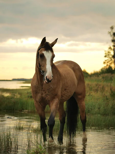 Palomino horse on the evening gulf — Stock Photo, Image