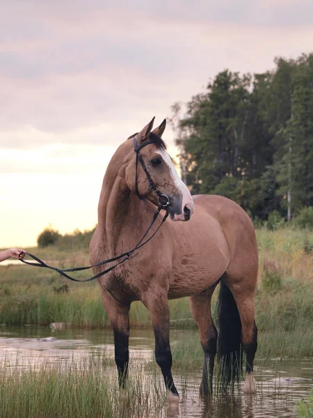 Palomino häst på kvällen viken — Stockfoto