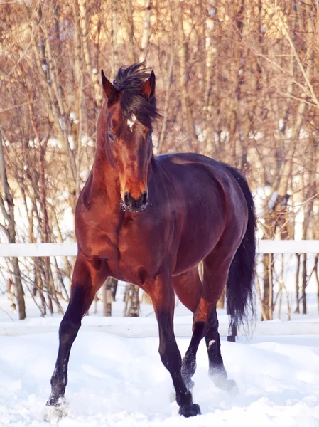 Бегущая Лошадь Загоне — стоковое фото