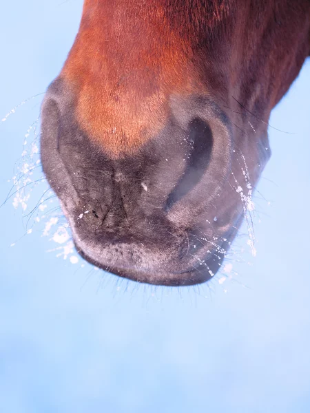 Näsan Häst Utomhus Vinter — Stockfoto