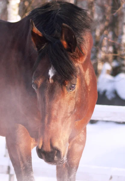 Winterporträt Des Rotbraunen Pferdes Außenkälte — Stockfoto