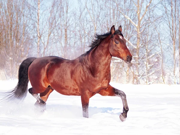 Running Bay Horse Snow Field — Stock Photo, Image