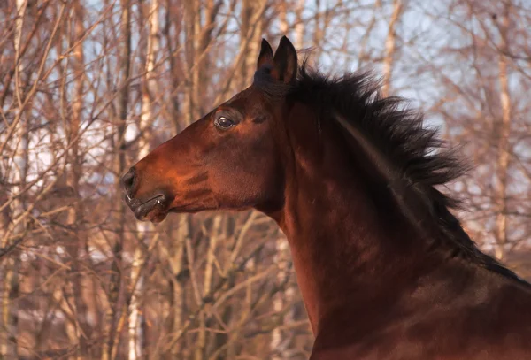 stock image Running bay horse at winter