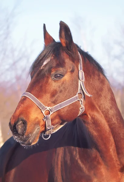 Bay horse téli portréja — Stock Fotó