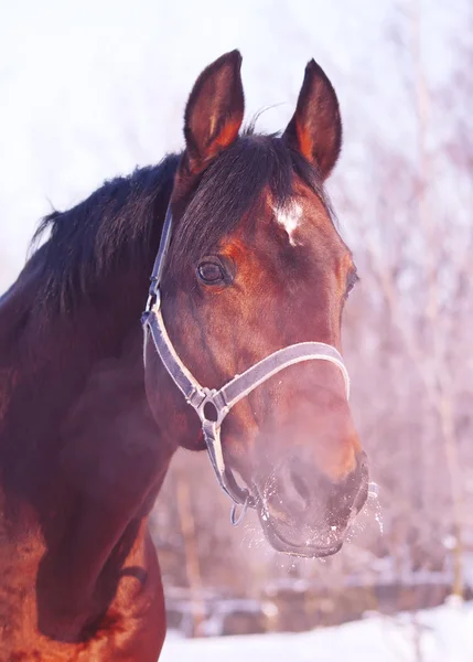 Winter portrait of bay horse — Stock Photo, Image