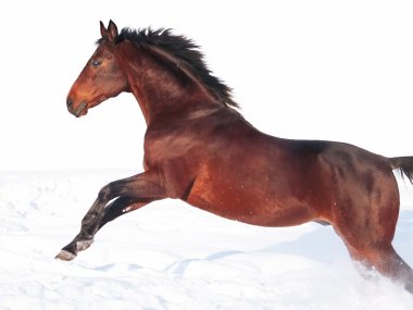 özgürlük, Bay horse jumping