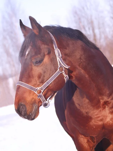 Зимовий портрет коня затоки — стокове фото