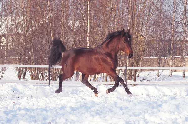 Correr caballo de la bahía en el campo de nieve —  Fotos de Stock