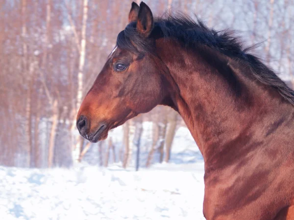 Portrét běží kůň — Stock fotografie