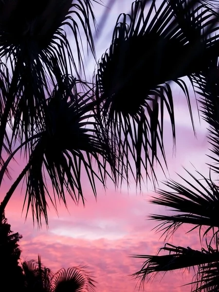 Palmen am dunklen Sonnenuntergang — Stockfoto