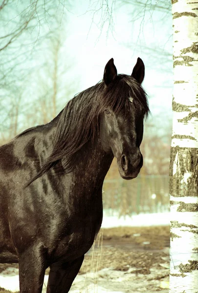 Winter portret van zwarte paard — Stockfoto