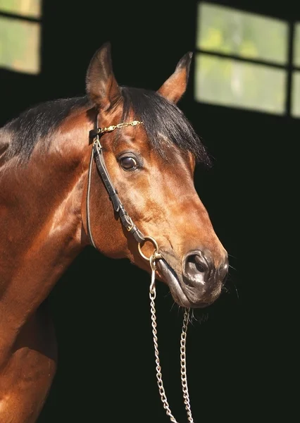Porträt braunes Pferd vor dunklem Hintergrund — Stockfoto