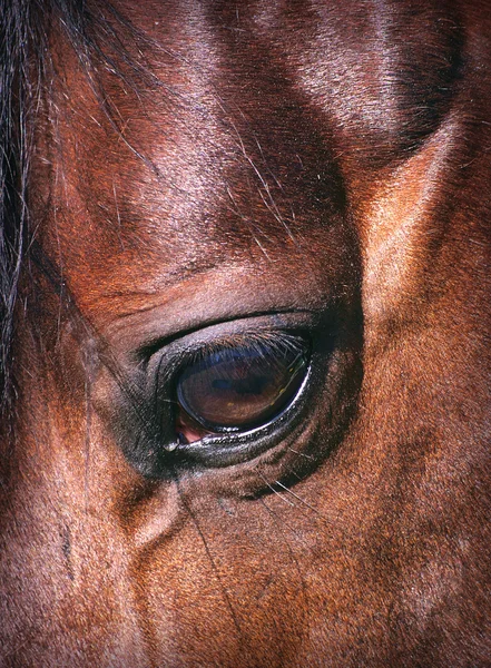 Olho beatiful do cavalo close-up — Fotografia de Stock