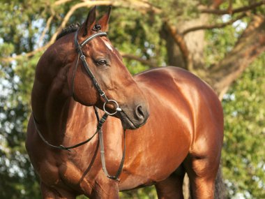 Beautiful trakehner stallion clipart