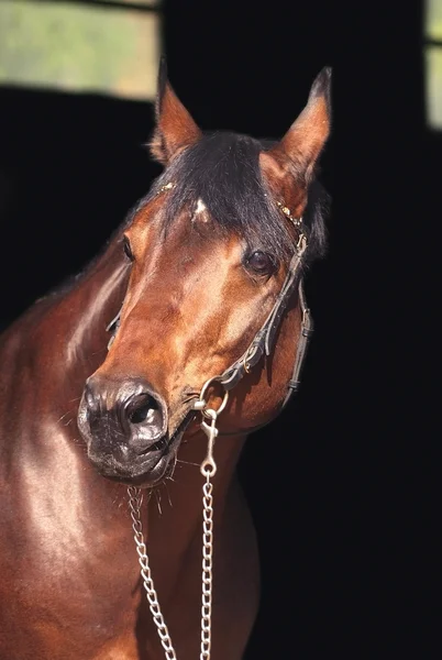 Portrait bay horse at dark background — Stock Photo, Image