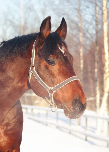 冬天的枣红马的肖像 — 图库照片