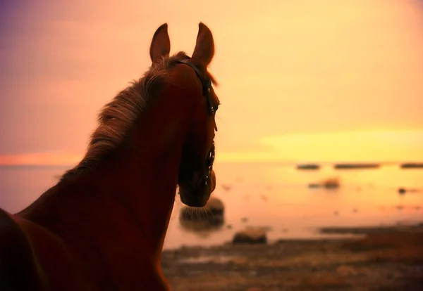 Koně v suinset na moři — Stock fotografie