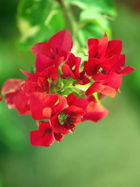 Flor roja mediterránea — Foto de Stock