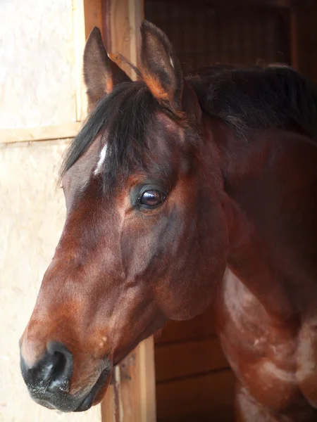 Portret baai paard in Los-vak — Stockfoto