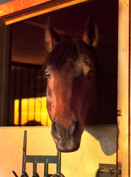 Portrait bay horse in stable — Stock Photo, Image