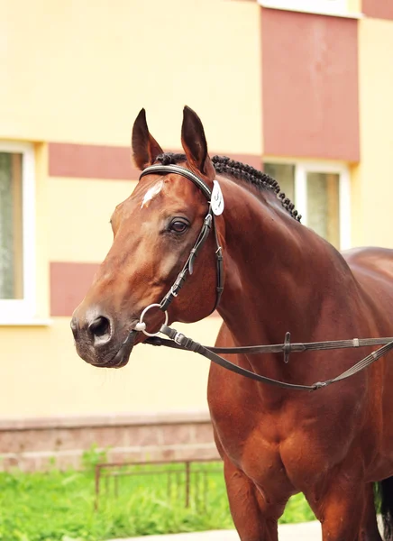 Porträtt av sportig häst — Stockfoto