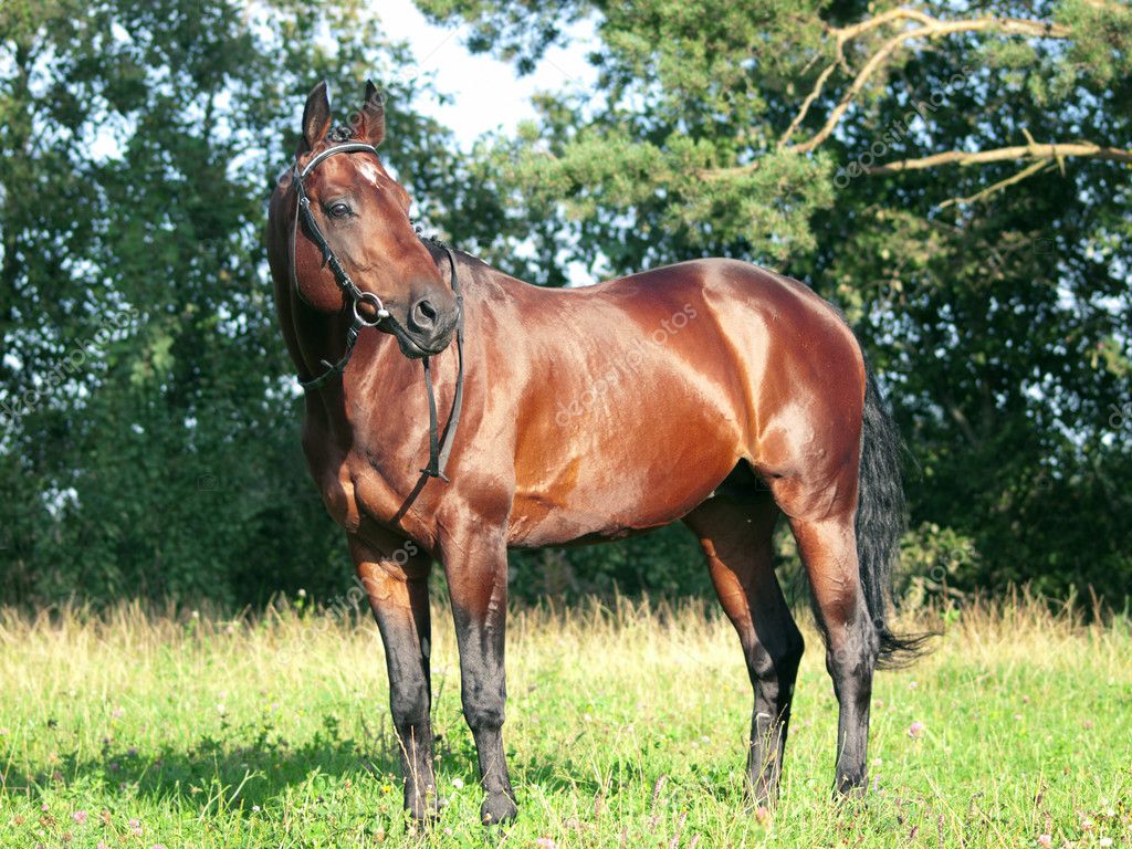 Beautiful trakehner stallion — Stock Photo © anakondasp #5262764