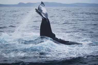 Whale - St. John's clipart