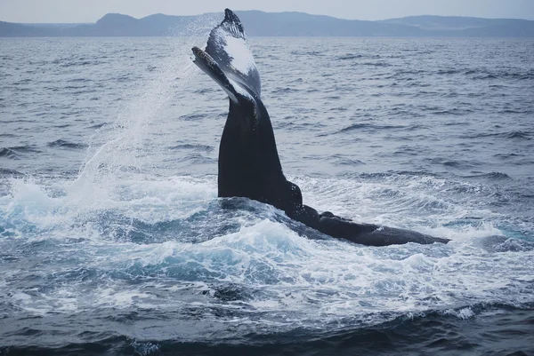Φάλαινα Αγίου Ιωάννη — Φωτογραφία Αρχείου