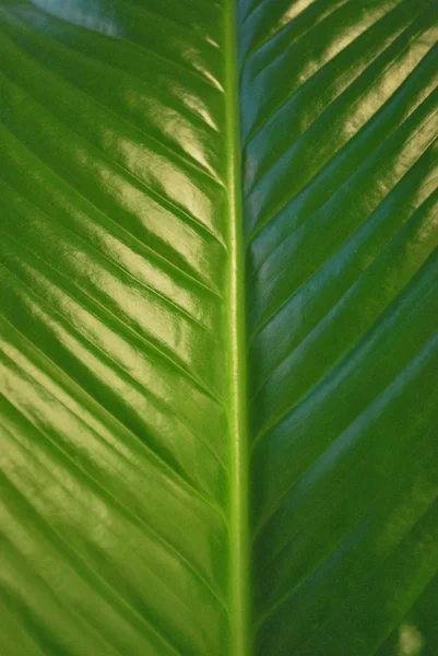 Πράσινο φύλλο - Σπαθίφυλλο adans — Φωτογραφία Αρχείου