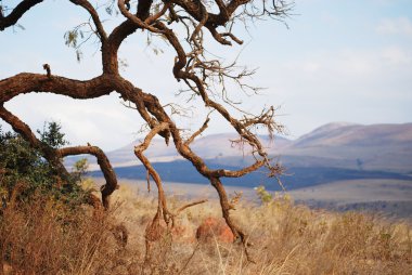 Afrika ağacı