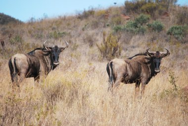 Afrika mavi wildebeest