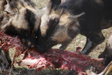 Vahşi köpekler Kruger Milli Parkı içinde mücadele