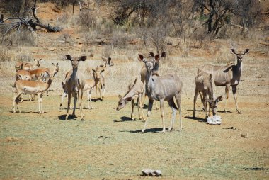 Kudus ve impalas