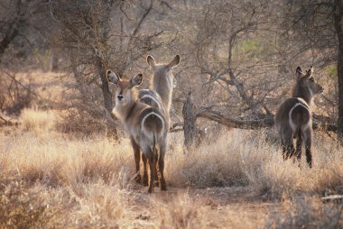 kruger national Park wate